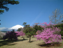 春の園内からのぞむ富士山