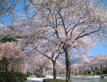 春の園内風景