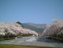 春の園内風景