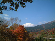 秋の園内からのぞむ富士山
