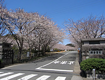 正門の桜並木