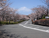 正門から続く桜並木