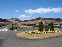 桜の風景